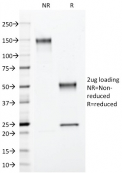 ANXA1 Antibody
