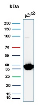 ANXA1 Antibody