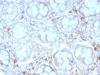 CD209 Antibody
