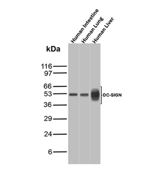 CD209 Antibody