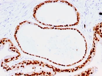 FOXA1 Antibody