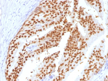 FOXA1 Antibody
