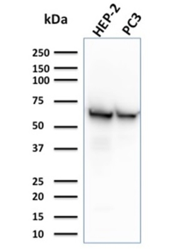 HSPD1 Antibody