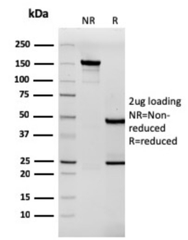 TNC Antibody