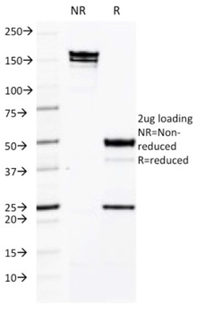 ICAM3 Antibody