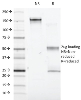 IFNA1, IFNA13 Antibody