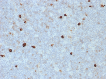IGHM Antibody