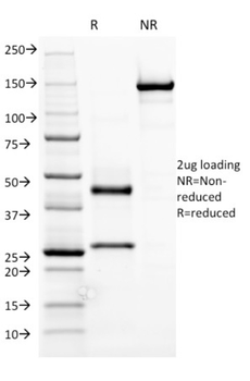 IGHM Antibody