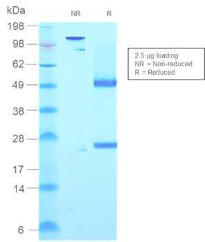 IGHM Antibody