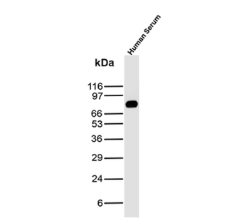 IGHM Antibody