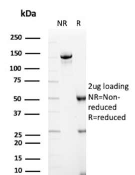 IGHM Antibody