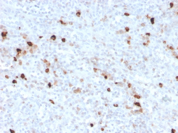 IGHM Antibody