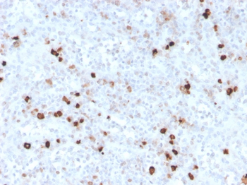IGHM Antibody