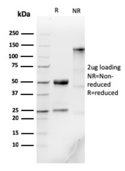IGHM Antibody