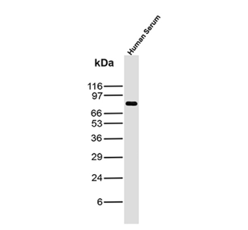 IGHM Antibody