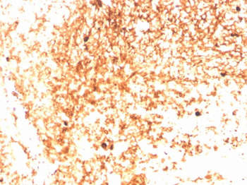 IGHM Antibody