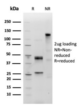 IGHM Antibody