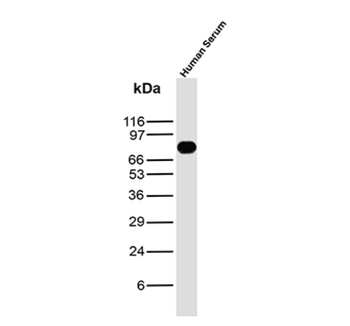 IGHM Antibody