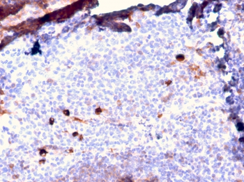 IGHM Antibody