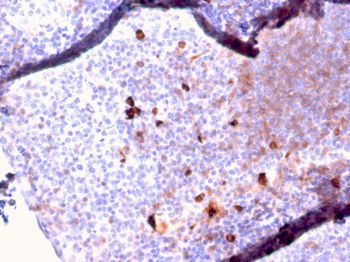 IGHM Antibody