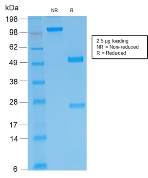 IGHM Antibody