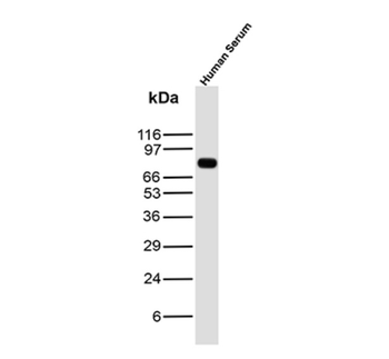 IGHM Antibody