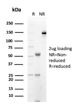 IGHM Antibody