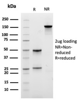 IGLV1-51 Antibody