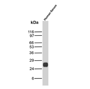 IGLV1-51 Antibody