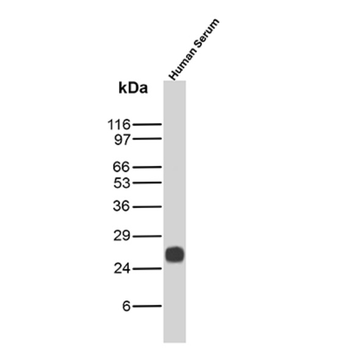 IGLV1-51 Antibody