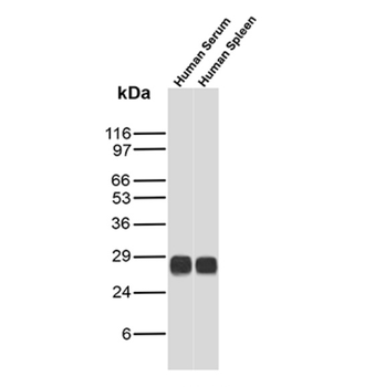 IGLV1-51 Antibody