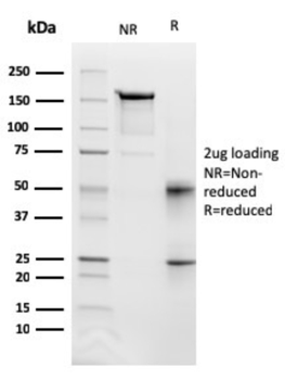 FAS Antibody