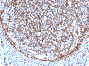ITGAM Antibody