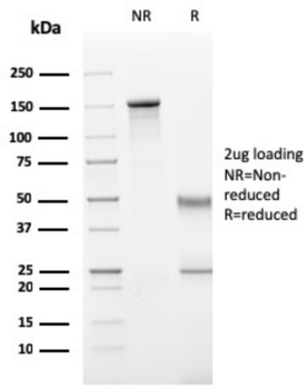 ITGAM Antibody