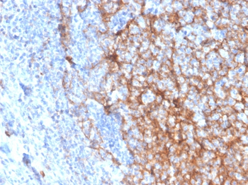 ITGAM Antibody