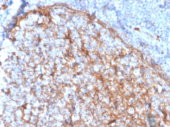 ITGAM Antibody