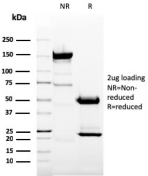 ITGAM Antibody