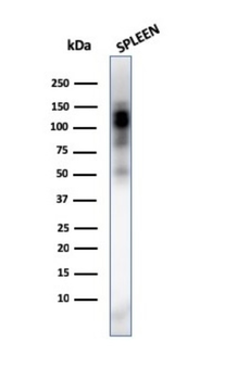 ITGAM Antibody