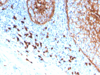 ITGAM Antibody