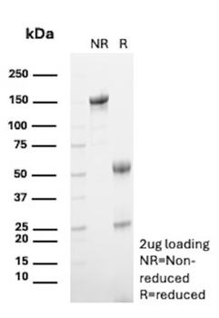 ITGAM Antibody