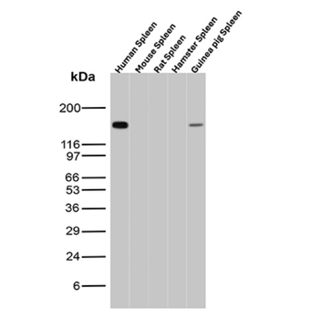 ITGAM Antibody