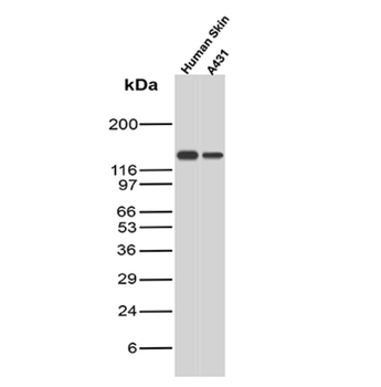 IVL Antibody