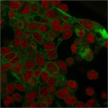 JUP Antibody