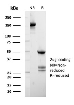 JUP Antibody