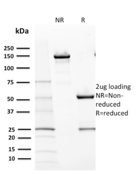 KIT Antibody