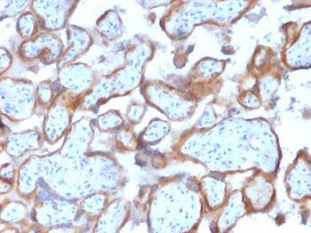 KRT7 Antibody