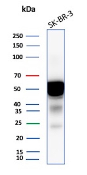 KRT7 Antibody