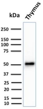 KRT15 Antibody
