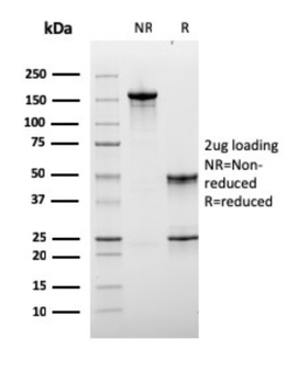 LAG3 Antibody