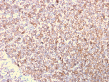 LSP1 Antibody